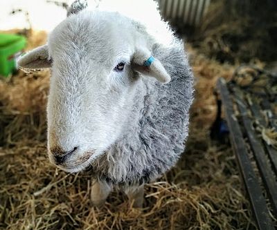 Get a Better Night's Sleep With the Help of a Sheep
