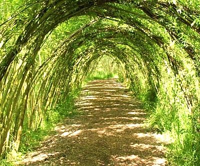 Grow A Living Willow Structure