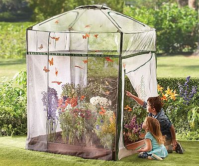 Make a Butterfly Sanctuary in Your Backyard