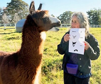 Take a Llama Drawing Class with Friends