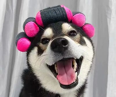27 Barkin' Awesome Pet Costumes That'll Level Up Your Pet's Halloween Game
