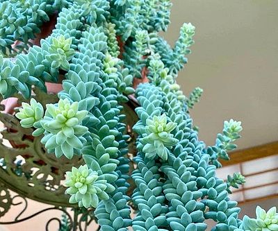 23 Extremely Weird Plants You Can Actually Buy For Your Home