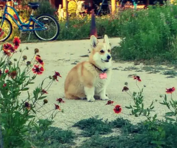 corgi themed presents