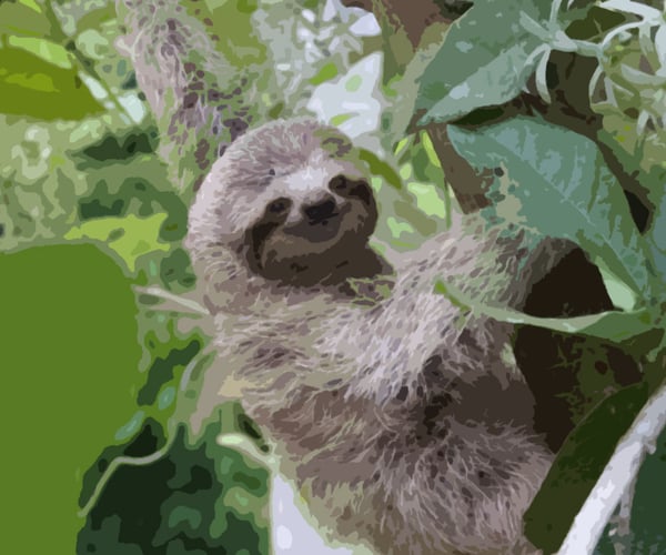 sloths cuddling gif