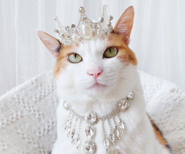 27 Meow-velous Cat Costumes That Your Cat Will Want To Wear Right Meow