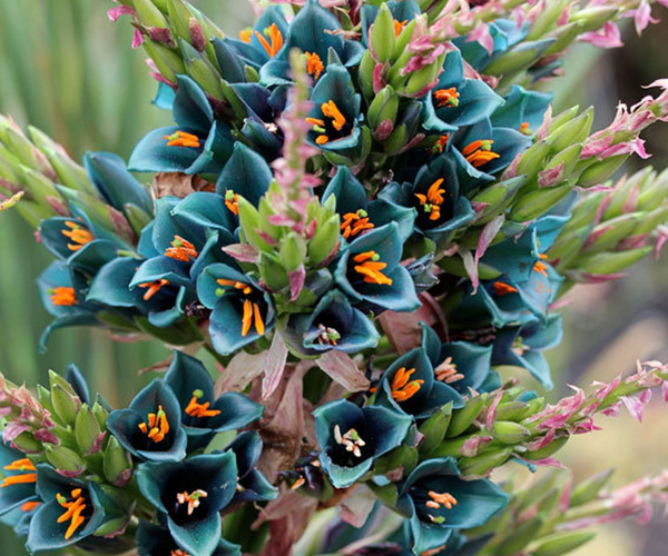 sansevieria wiki 4