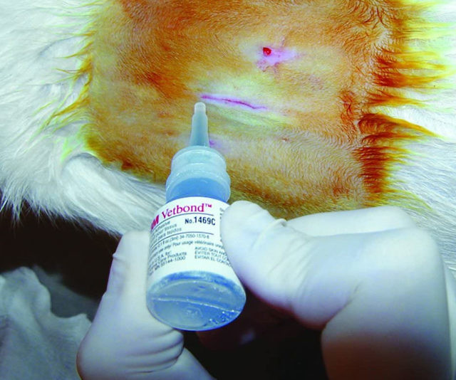 3M Vetbond Tissue Adhesive