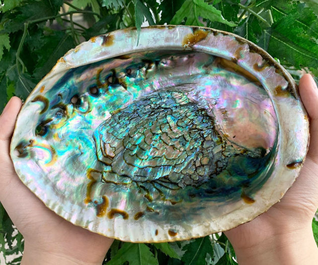 Abalone Seashell Bowl