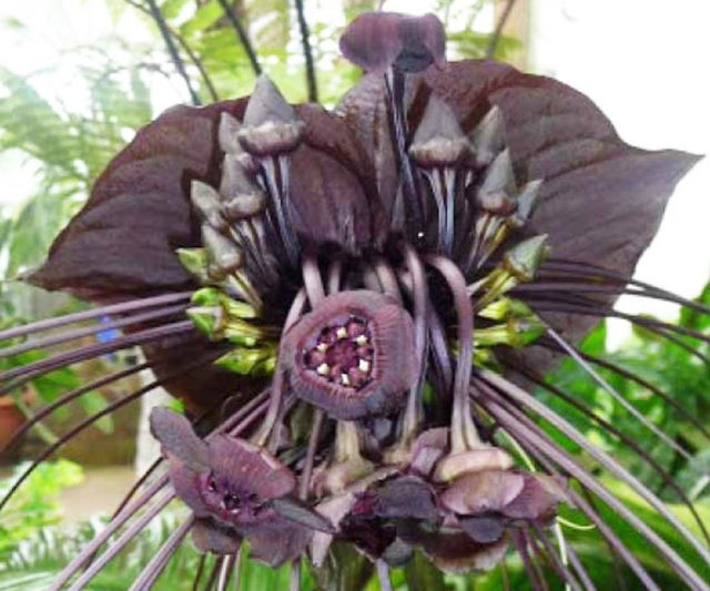 Bat Flower Seeds