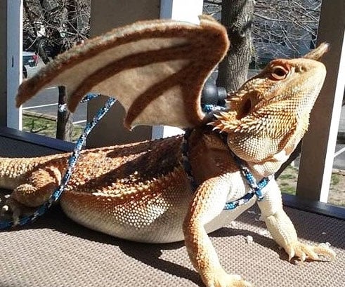 Bearded dragon 2024 on leash