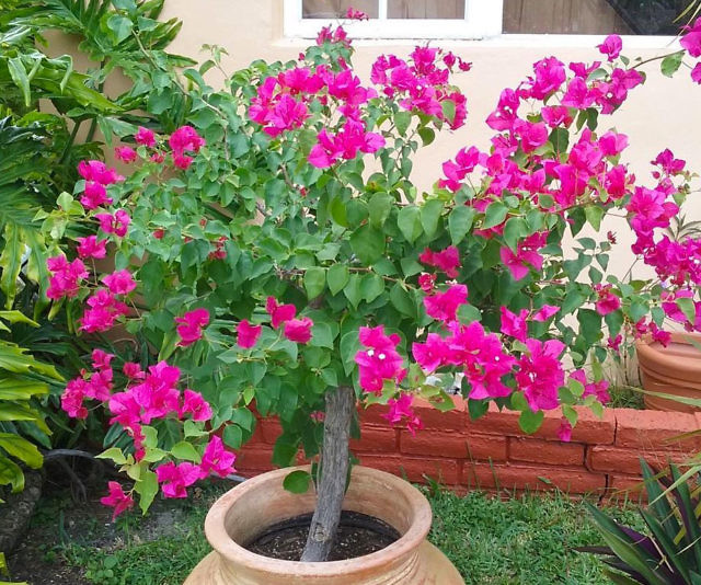 Human Ashes Tree Planter Urn