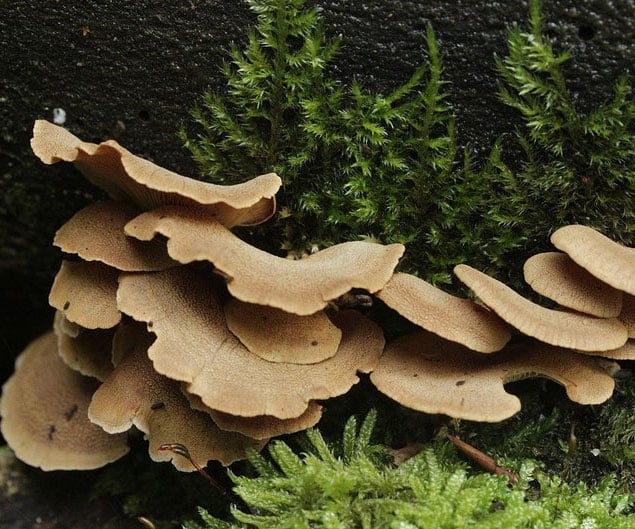 Bitter Oyster Glowing Mushrooms