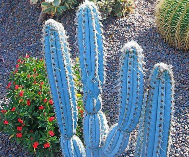 Brazilian Blue Cactus