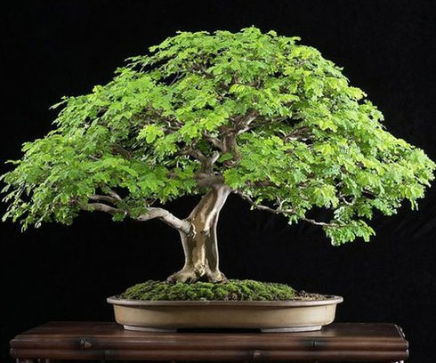 Indoorbonsaiandexotics Brazilian Raintree Bonsai Amazon Com