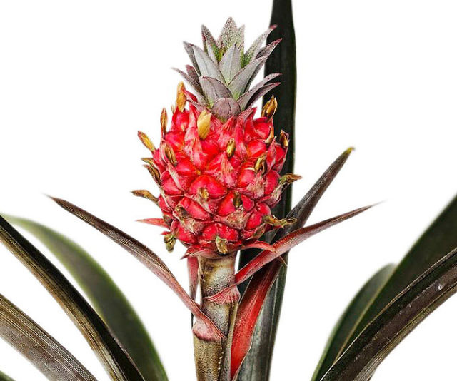Brazilian Red Pineapple Plant