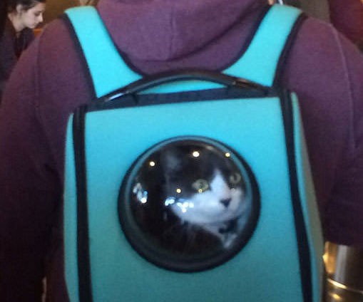 cat wrap carrier