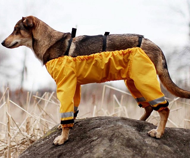 Dog Pants