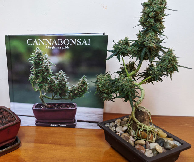canadian hemlock bonsai Jervis Canadian Hemlock main image 0