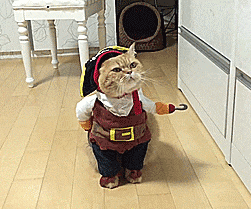 cat-pirate-outfit.gif