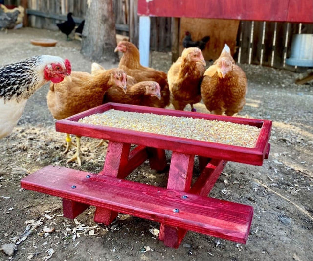 Picnic Table For Chickens