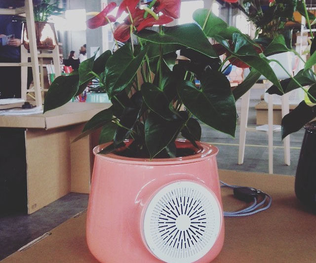 The Natural Air Purifier