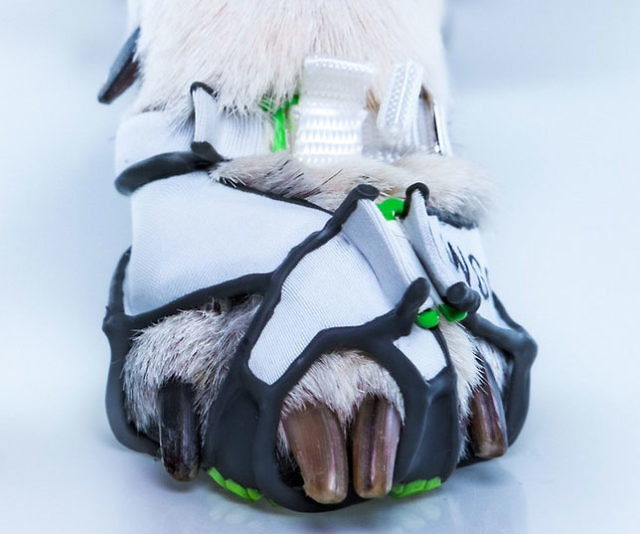 Clawgs Protective Dog Shoes