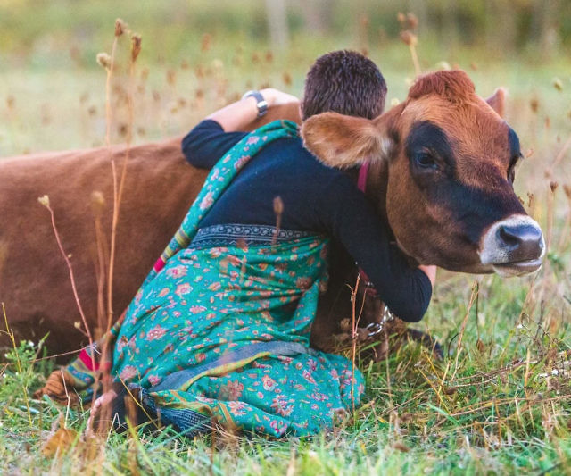 Cow Cuddling Therapy Experience