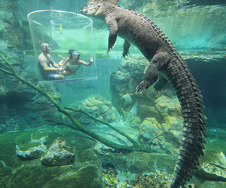 crocodile-clear-cage-diving.jpg