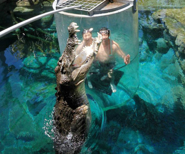 Crocodile Cage Diving