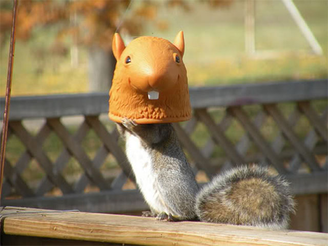 Squirrel Head Feeder