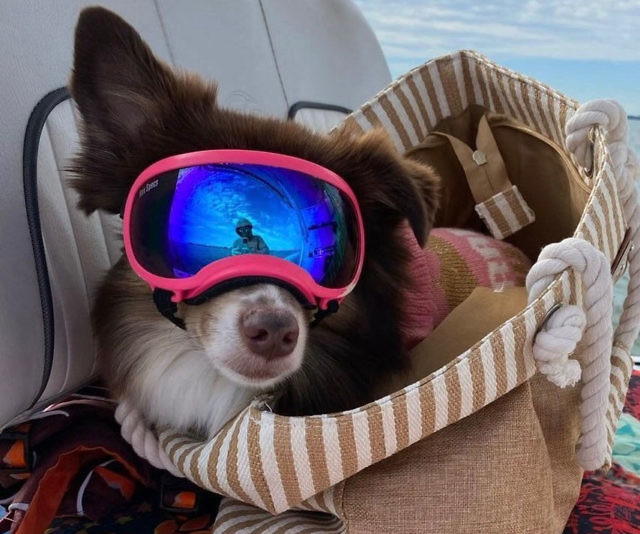 Dog Goggles