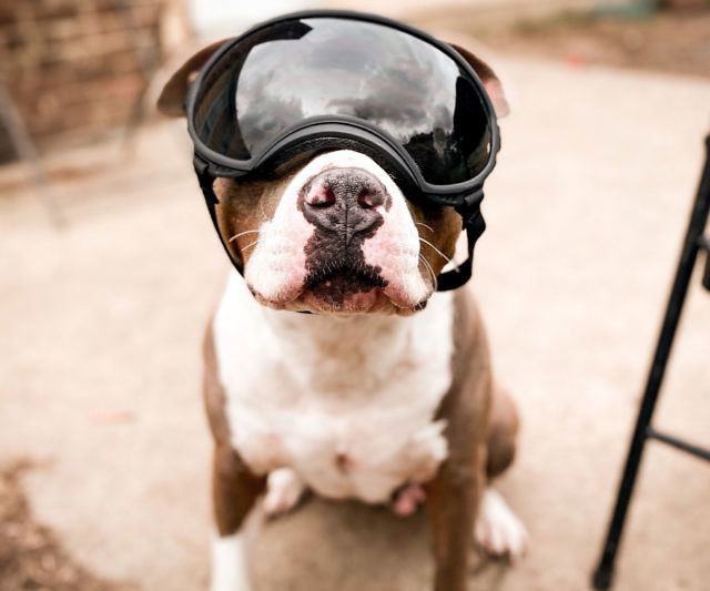 Dog Goggles