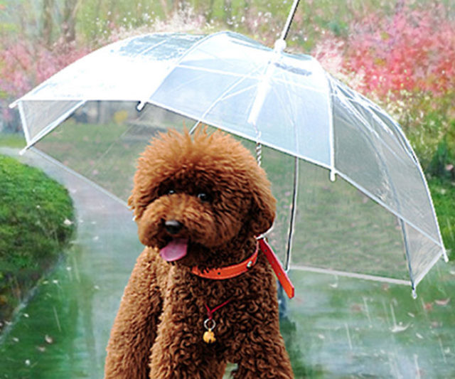 The Dog Umbrella