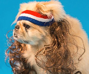 Dog mullet wig Clearance
