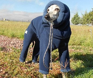 Dog suits for winter Clearance