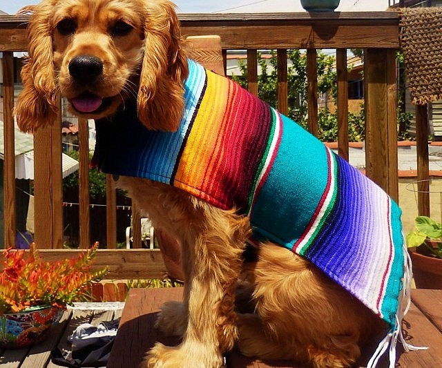 Mexican Dog Ponchos