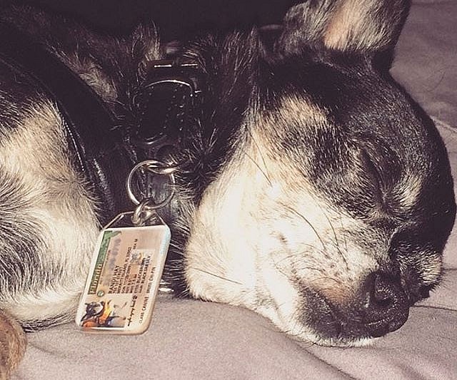 Personalized Driver’s License Pet Tag