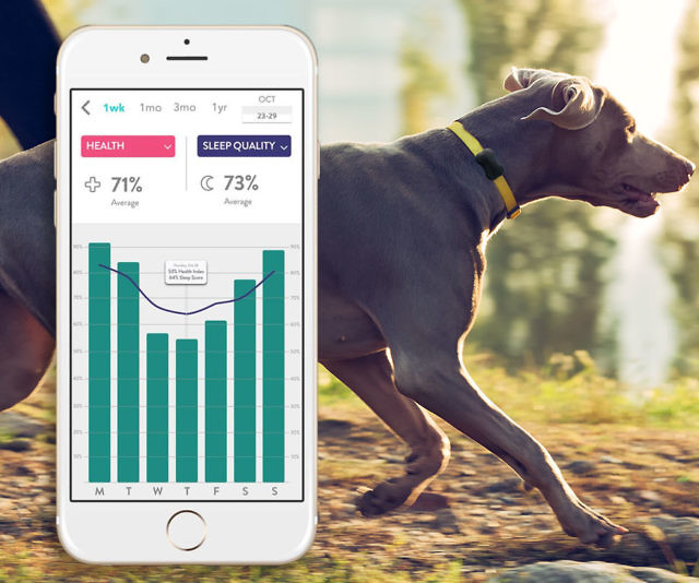 Dog Activity U0026 Sleep Tracking Collar