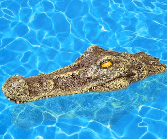 Floating Crocodile Head