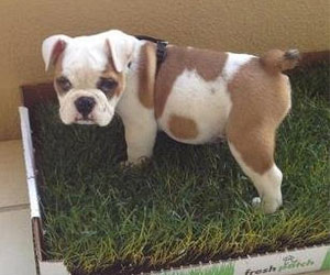 dog toilet real grass