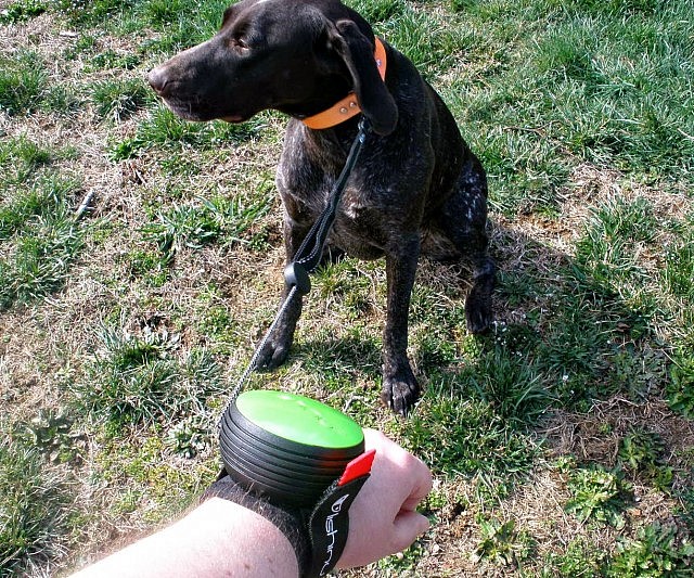 Hands Free Retractable Dog Leash