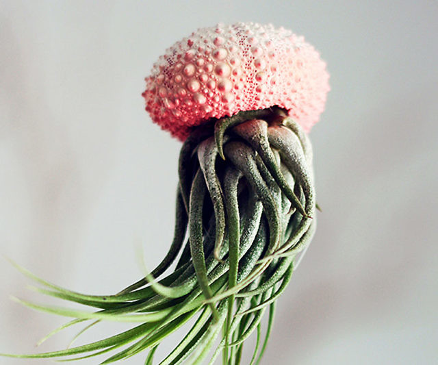 Hanging Jellyfish Plant