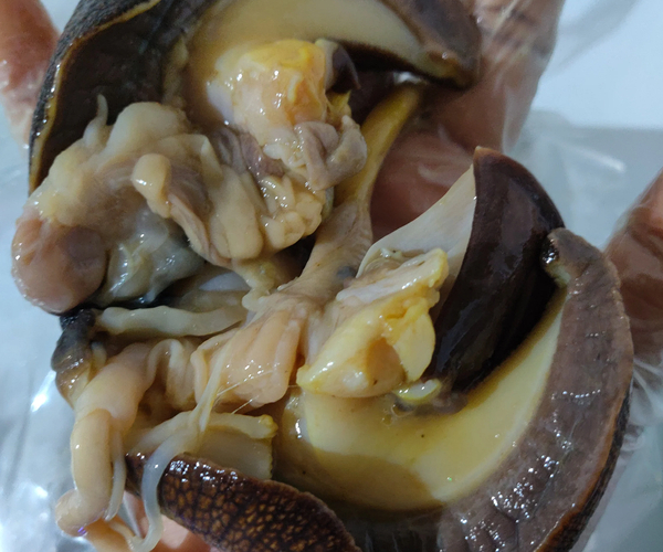 Jumbo Nigerian Bush Snails