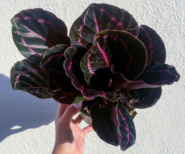 Jungle Velvet Dottie