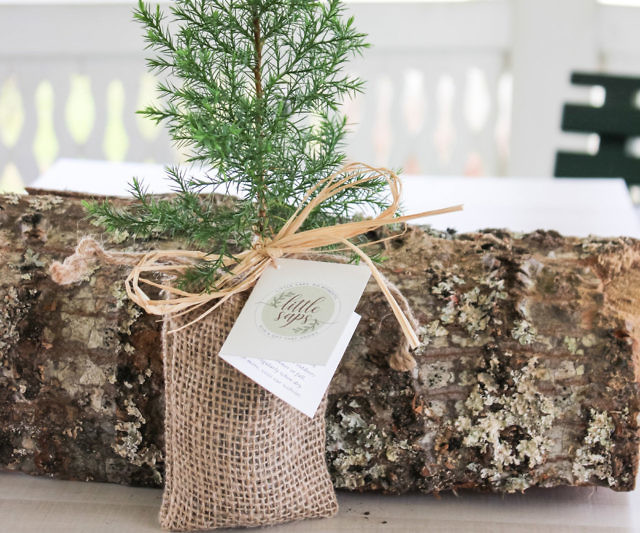 Plantable Loved One Memorial Tree