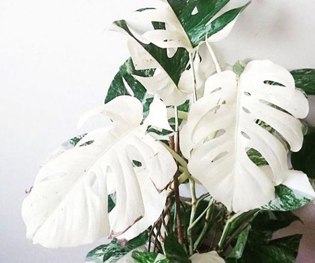 monstera deliciosa samen kaufen Monstera Deliciosa Swiss Cheese Plant Seeds main image 0