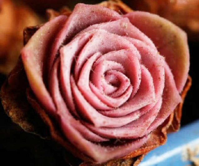 Mountain Roses Sas Mountain Rose Succulents