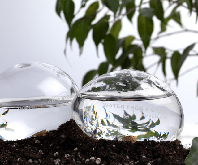 Automatic SelfWatering Plant Globes
