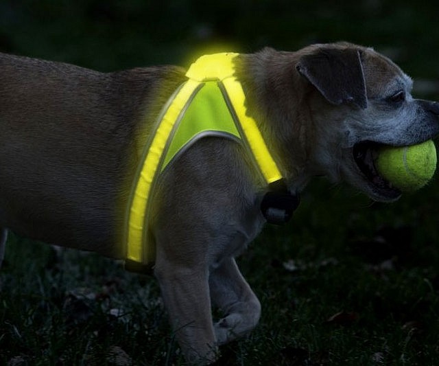 Illuminated And Reflective Dog Vest
