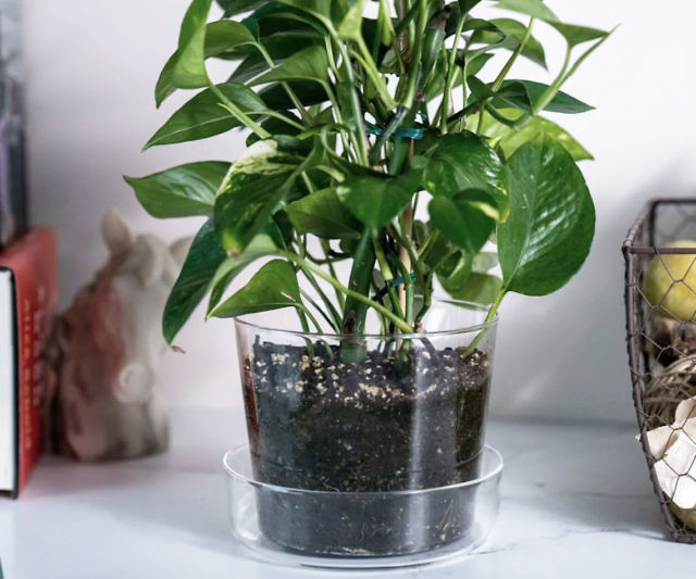 Sheer Glass Pot Planter